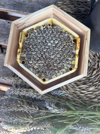 Miel Negra Salvaje en Panal