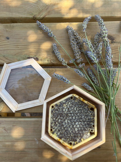 Miel Negra Salvaje en Panal